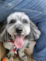Digger , a male Miniature Bernedoodle for sale in Oak Grove, MO – 3 of 8