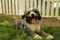 Dash, a male Miniature Bernedoodle for sale in Oak Grove, MO – 2 of 3