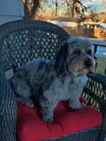 Digger , a male Miniature Bernedoodle for sale in Oak Grove, MO – 6 of 8