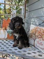 Talli, a female Miniature Bernedoodle for sale in Oak Grove, MO – 7 of 7