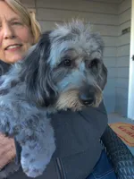 Digger , a male Miniature Bernedoodle for sale in Oak Grove, MO – 7 of 8