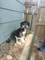 Darby , a female Miniature Bernedoodle for sale in Oak Grove, MO – 4 of 6