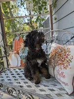 Talli, a female Miniature Bernedoodle for sale in Oak Grove, MO – 6 of 7