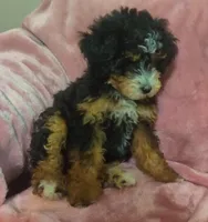 Sylvie , a female Miniature Bernedoodle for sale in Oak Grove, MO – Photo 2 of 5