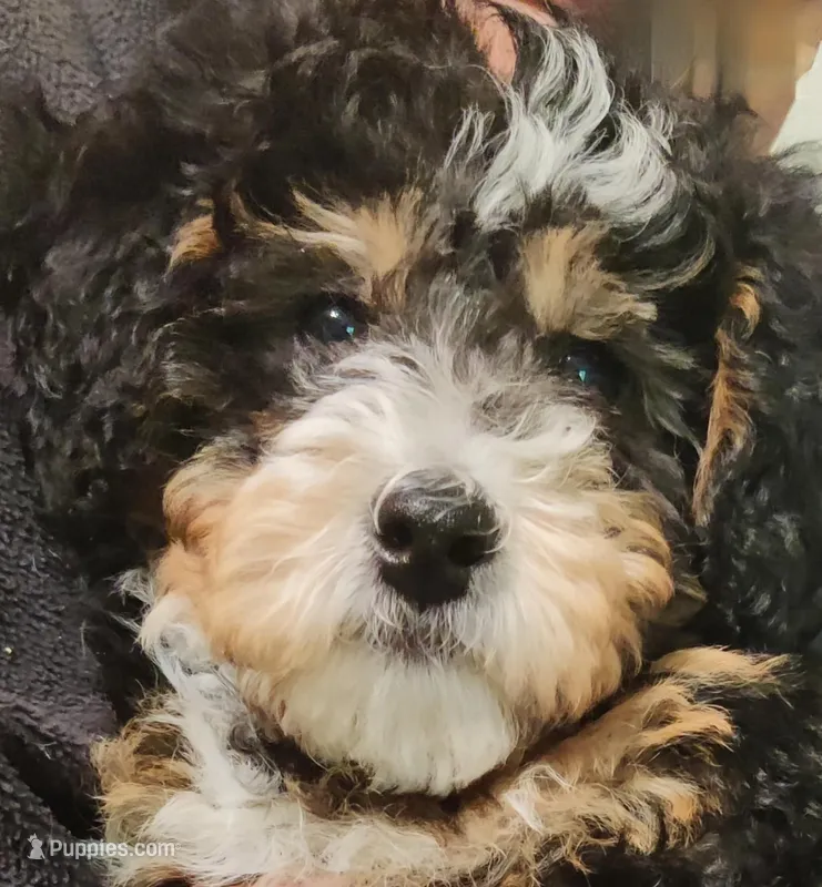 Sylvie  – Miniature Bernedoodle puppy for sale in Oak Grove, MO