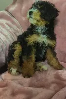 Sylvie , a female Miniature Bernedoodle for sale in Oak Grove, MO – Photo 3 of 5