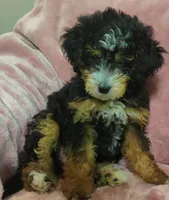 Sylvie , a female Miniature Bernedoodle for sale in Oak Grove, MO – Photo 4 of 5