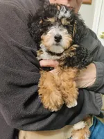 Sylvie , a female Miniature Bernedoodle for sale in Oak Grove, MO – Photo 5 of 5