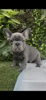 Max, a male French Bulldog for sale in Glendale, AZ – 4 of 4