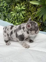 Stella, a female French Bulldog for sale in Glendale, AZ – Photo 3 of 6