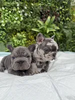 Stella, a female French Bulldog for sale in Glendale, AZ – Photo 6 of 6