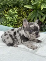 Stella, a female French Bulldog for sale in Glendale, AZ – Photo 5 of 6