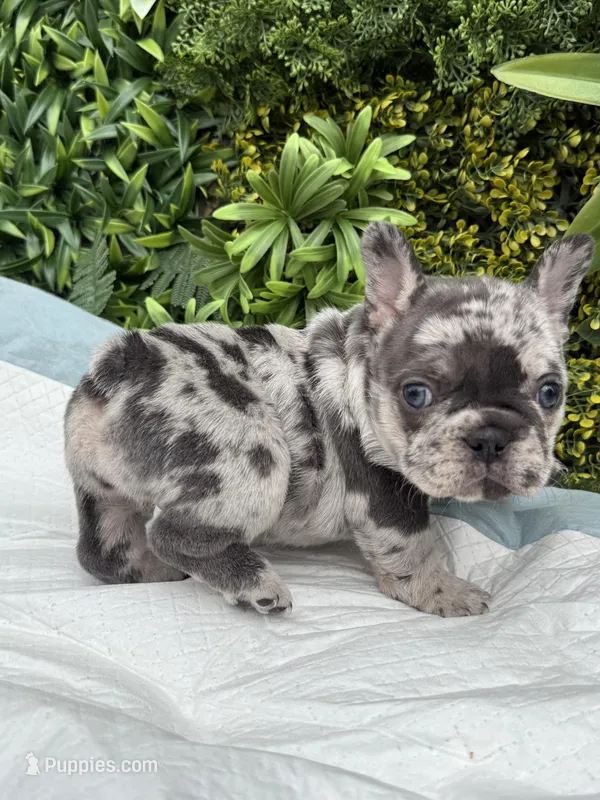 Stella – French Bulldog puppy on hold in Glendale, AZ