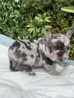 Stella, a female French Bulldog for sale in Glendale, AZ – Photo 1 of 6