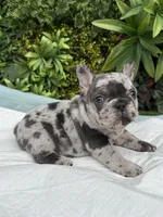 Stella, a female French Bulldog for sale in Glendale, AZ – Photo 4 of 6