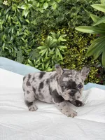 Stella, a female French Bulldog for sale in Glendale, AZ – Photo 2 of 6