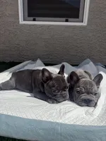 Misty, a female French Bulldog for sale in Glendale, AZ – Photo 3 of 3