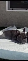 Misty, a female French Bulldog for sale in Glendale, AZ – Photo 2 of 3