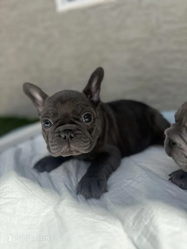 Misty – French Bulldog puppy for sale in Glendale, AZ
