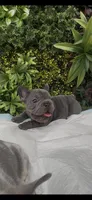 Minnie, a female French Bulldog for sale in Glendale, AZ – Photo 7 of 8