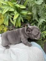 Minnie, a female French Bulldog for sale in Glendale, AZ – Photo 5 of 8