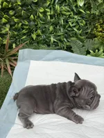 Minnie, a female French Bulldog for sale in Glendale, AZ – Photo 2 of 8