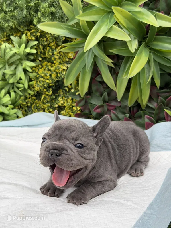 Minnie – French Bulldog puppy for sale in Glendale, AZ