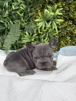 Minnie, a female French Bulldog for sale in Glendale, AZ – Photo 3 of 8