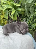 Minnie, a female French Bulldog for sale in Glendale, AZ – Photo 6 of 8