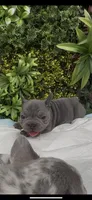 Minnie, a female French Bulldog for sale in Glendale, AZ – Photo 8 of 8
