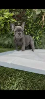Max, a male French Bulldog for sale in Glendale, AZ – 3 of 4