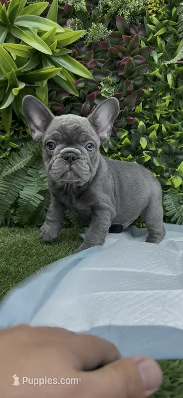 Max – French Bulldog puppy for sale in Glendale, AZ