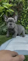 Max, a male French Bulldog for sale in Glendale, AZ – 1 of 4