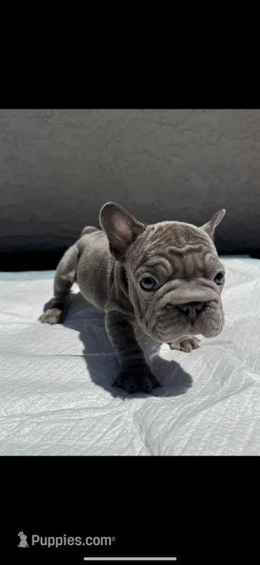 Milo – French Bulldog puppy for sale in Glendale, AZ