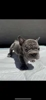 Milo, a male French Bulldog for sale in Glendale, AZ – 1 of 2