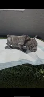 Milo, a male French Bulldog for sale in Glendale, AZ – 2 of 2