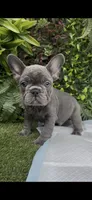 Max, a male French Bulldog for sale in Glendale, AZ – 2 of 4