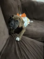 Red, a female Boxer for sale in Poughkeepsie, NY – Photo 3 of 3