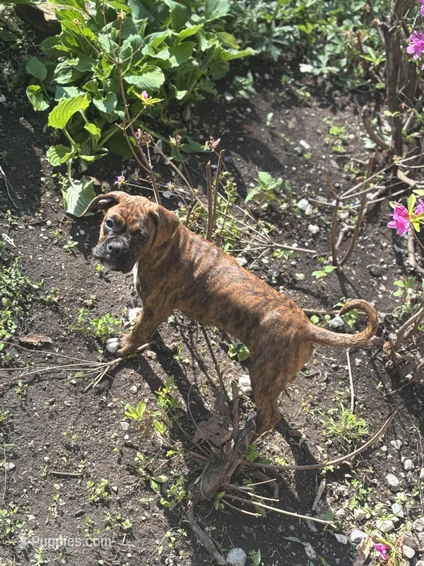 Red – Boxer puppy for sale in Poughkeepsie, NY