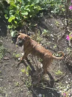 Red, a female Boxer for sale in Poughkeepsie, NY – Photo 1 of 3