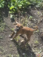Red, a female Boxer for sale in Poughkeepsie, NY – Photo 2 of 3