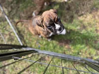 Purple, a female Boxer for sale in Poughkeepsie, NY – Photo 2 of 2