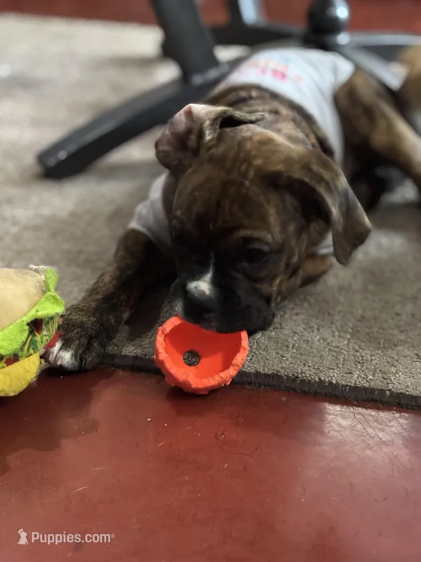 Purple – Boxer puppy for sale in Poughkeepsie, NY