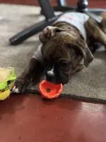 Purple, a female Boxer for sale in Poughkeepsie, NY – Photo 1 of 2