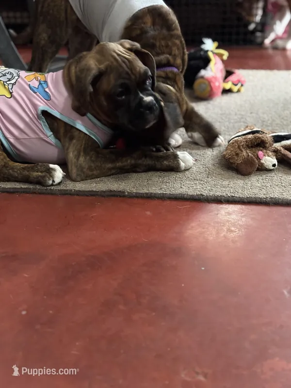 Yellow – Boxer puppy for sale in Poughkeepsie, NY