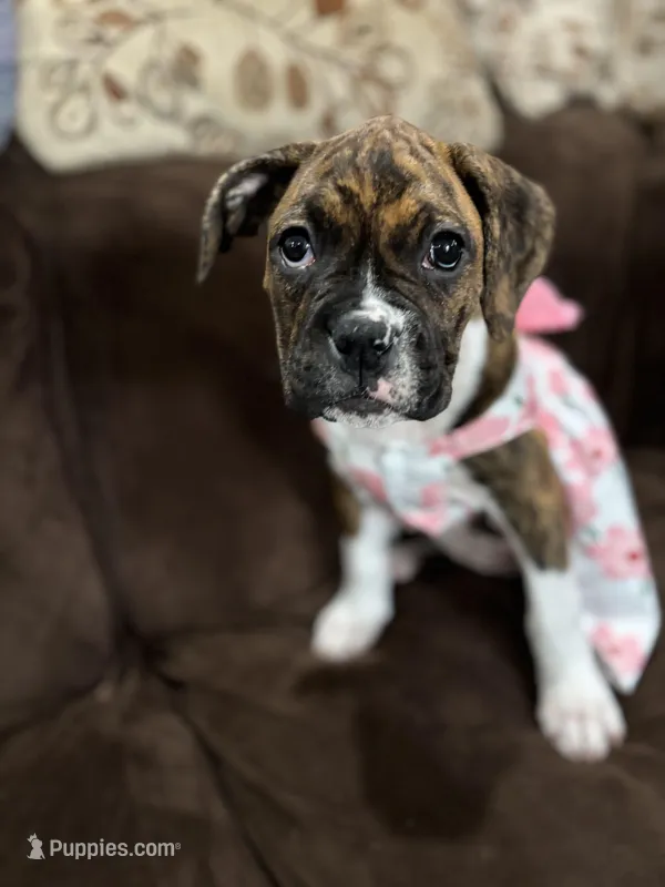 Orange – Boxer puppy for sale in Poughkeepsie, NY