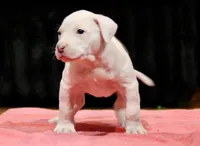 Jukebox, a male American Bully for sale in Buffalo, NY – Photo 2 of 2