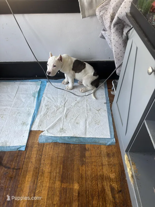 Jukebox – American Bully puppy for sale in Buffalo, NY