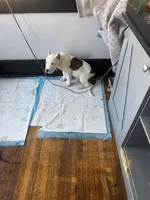 Jukebox, a male American Bully for sale in Buffalo, NY – Photo 1 of 2