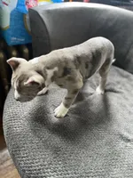 Louie , a male American Bully for sale in Buffalo, NY – Photo 2 of 2